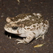 Pine Toad - Photo (c) Alejandro Calzada, some rights reserved (CC BY-NC), uploaded by Alejandro Calzada