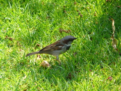 Passer domesticus