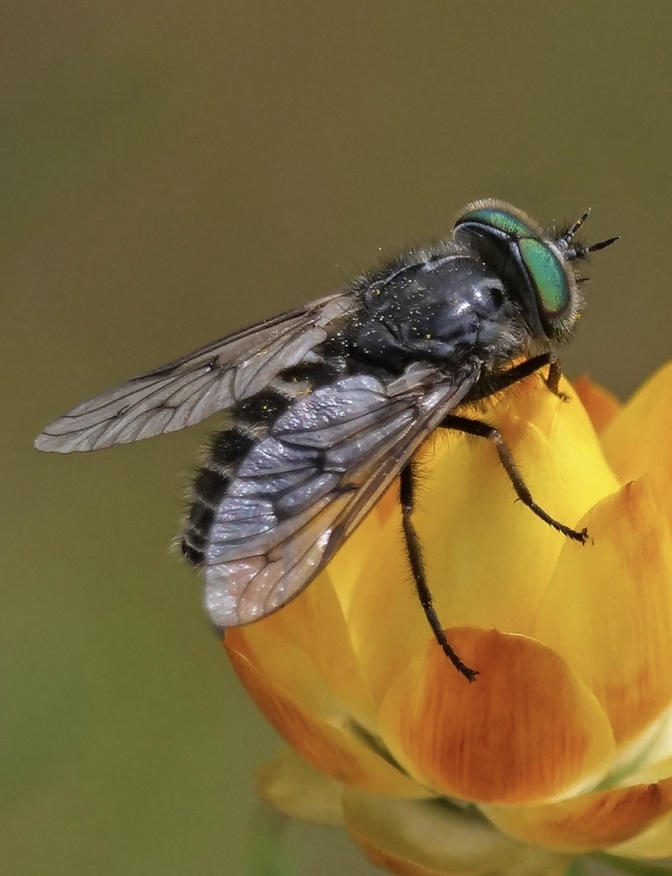 Dasybasis appendiculata