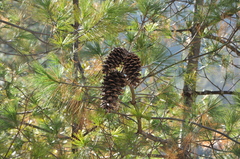 Pinus armandi