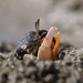 Orange-clawed Fiddler Crab - Photo (c) Jochen Smolka, some rights reserved (CC BY-NC-SA)