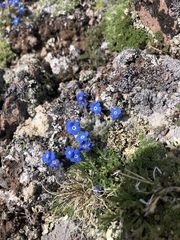 Eritrichium argenteum