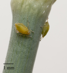 Cavariella aegopodii