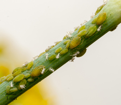 Cavariella aegopodii
