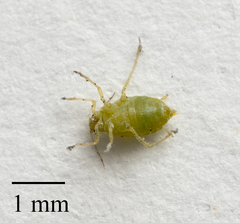 Cavariella aegopodii