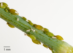 Cavariella aegopodii