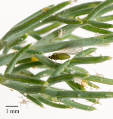 Cavariella aegopodii