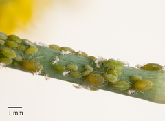 Cavariella aegopodii
