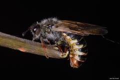 Pseudoclavellaria amerinae