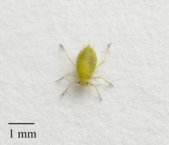 Cavariella aegopodii