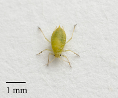 Cavariella aegopodii