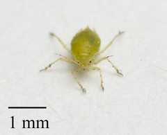 Cavariella aegopodii