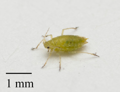 Cavariella aegopodii