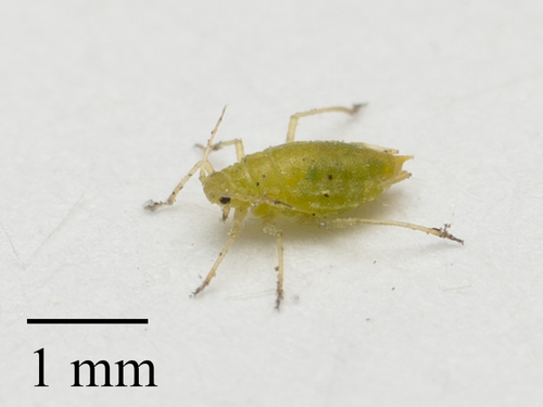 Willow-carrot Aphid