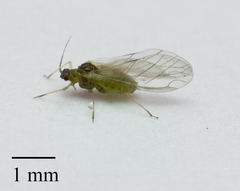 Cavariella aegopodii