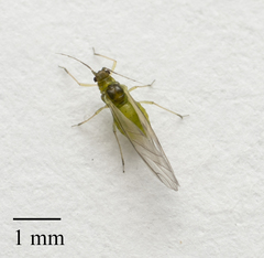 Cavariella aegopodii