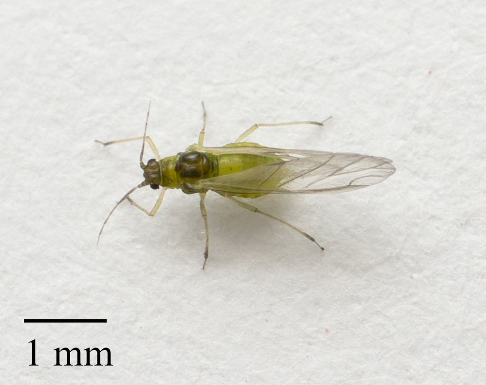 Willow-Umbellifer Aphids