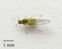 Cavariella aegopodii