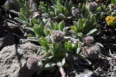 Phacelia hastata compacta