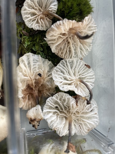 Owingsia PNW01 graham.jpg