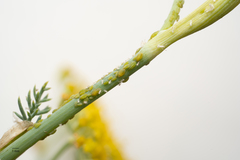 Cavariella aegopodii