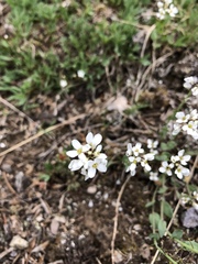 Noccaea fendleri