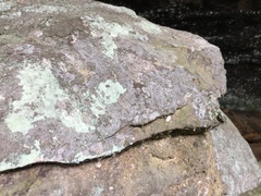 Gyrographa gyrocarpa