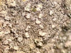 Gyrographa gyrocarpa