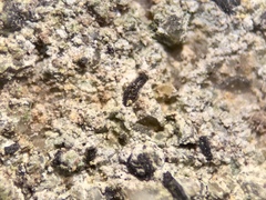 Gyrographa gyrocarpa