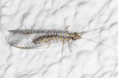 Eremochrysa punctinervis