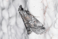 Alpheias transferens