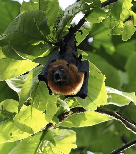 Pemba Flying Fox