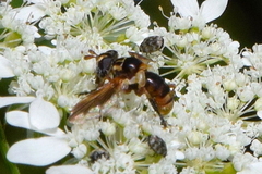 Trichopoda
