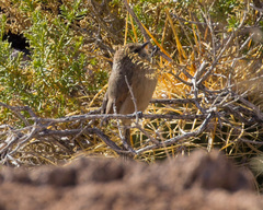 Leptasthenura aegithaloides