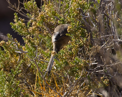 Leptasthenura aegithaloides