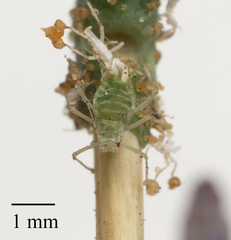Acyrthosiphon lactucae