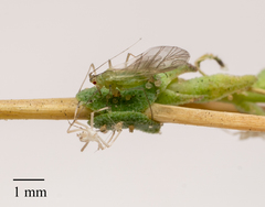 Acyrthosiphon lactucae