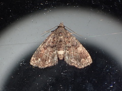 Metalectra richardsi