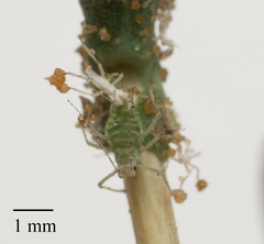 Acyrthosiphon lactucae