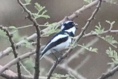 Grey-headed Batis (Batis orientalis)