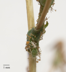 Acyrthosiphon lactucae