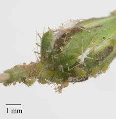 Acyrthosiphon lactucae