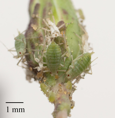 Acyrthosiphon lactucae