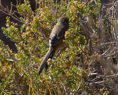 Leptasthenura aegithaloides