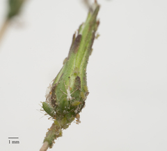 Acyrthosiphon lactucae