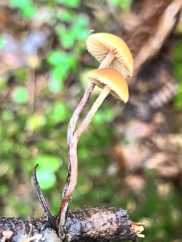 Owingsia PNW01 graham.jpg