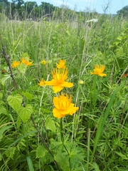 Trollius chinensis