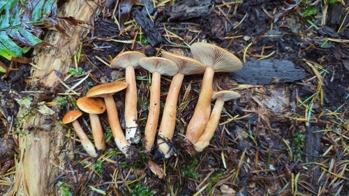 Owingsia PNW01 graham.jpg