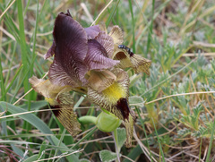 Iris sari, photograph (c) Joey Bom, some rights reserved (CC BY)