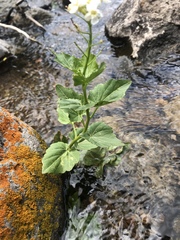Noccaea fendleri